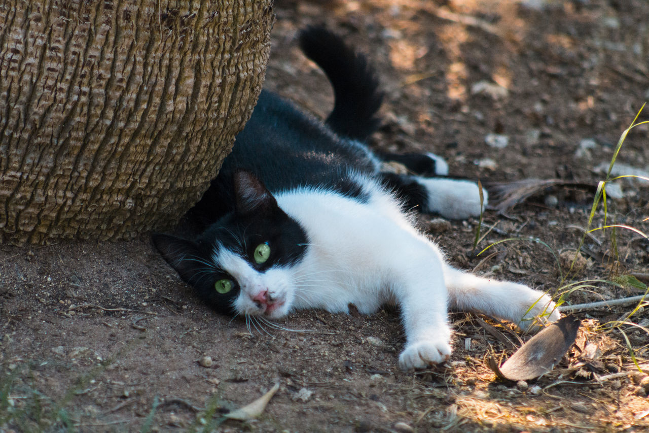 PORTRAIT OF CAT ON DIRT