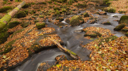 High angle view of stream flowing amidst trees