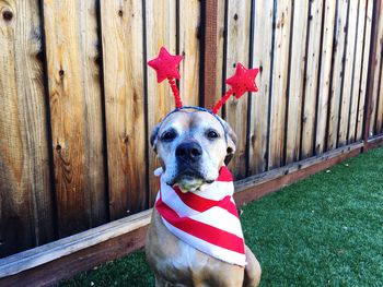 Portrait of dog wearing headband and scarf during fourth of july