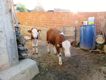 Cows standing in a row