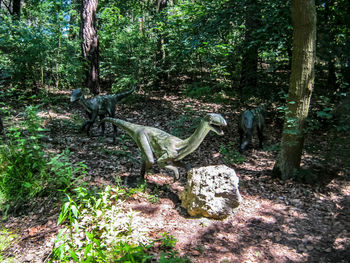 View of an animal on tree trunk in forest