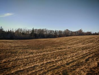 Scenic view of field against clear sky