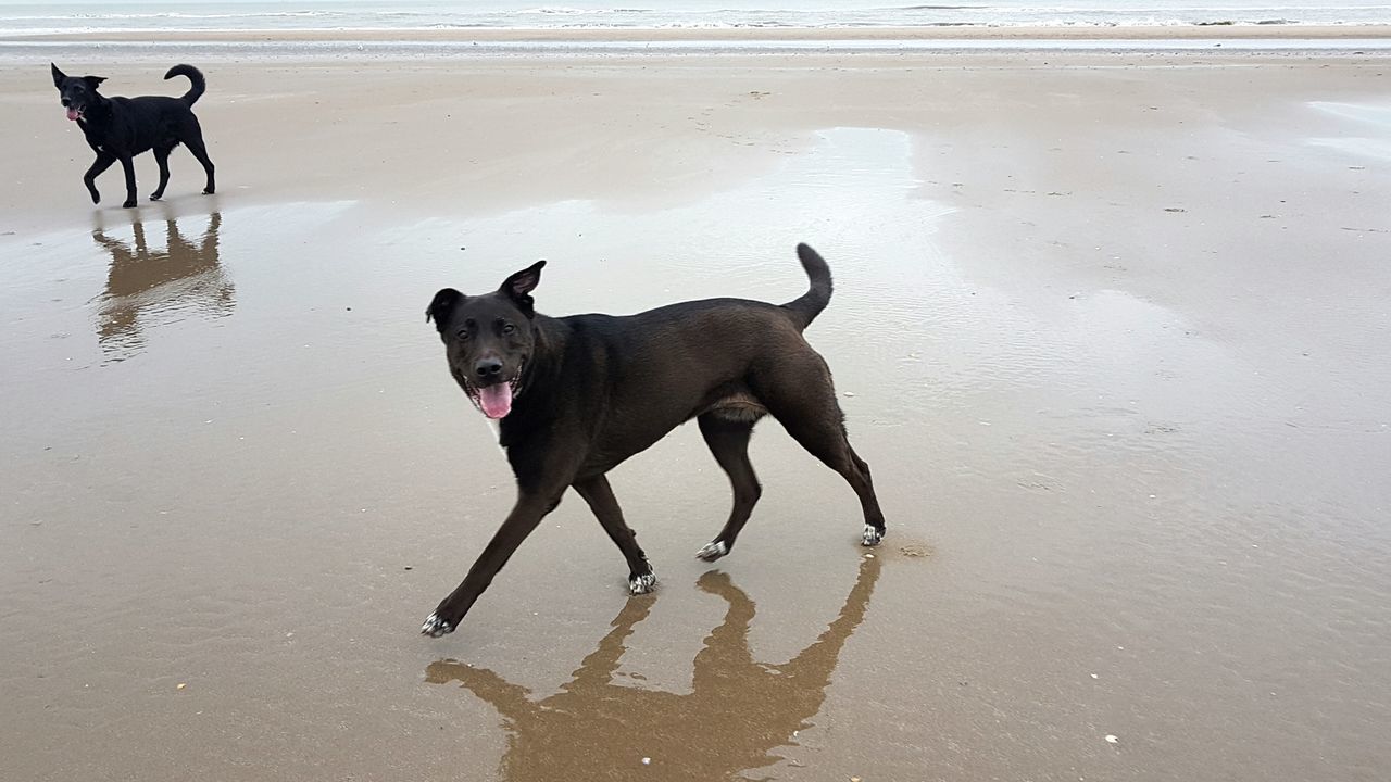 DOG RUNNING ON BEACH