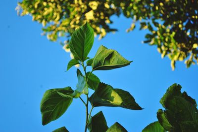 Low angle view of leaves against blue sky