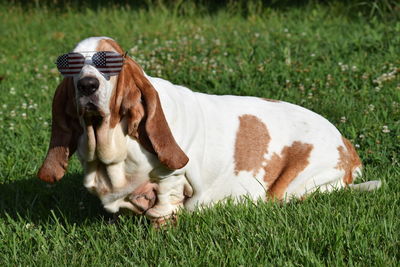 Dog on grassy field wearing sunglasses 