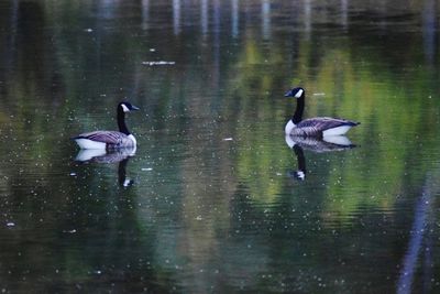 Swans swimming in lake