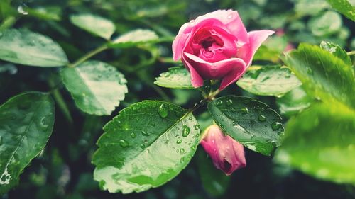 Close-up of raindrops on pink rose