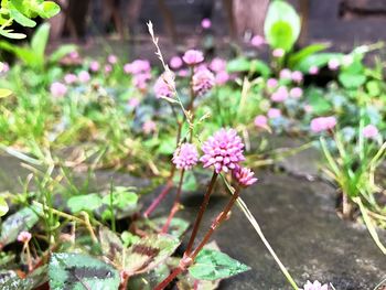 Close-up of flowers blooming outdoors