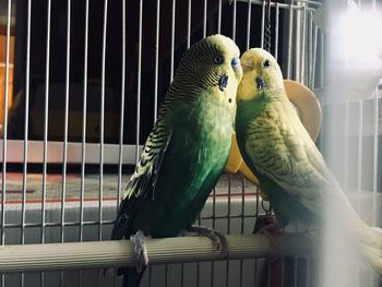 Close-up of parrot in cage