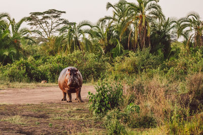 Hippopotamus on a field