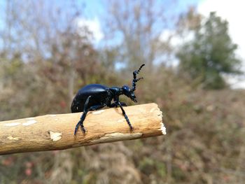 Close-up of insect on tree