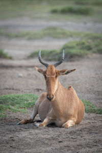 Coke hartebeest lies on savannah facing forward