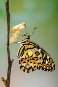 Close-up of butterfly on flower