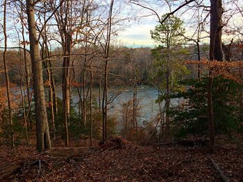 Bare trees on landscape