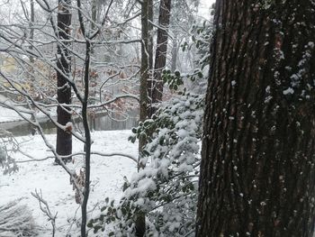 Trees on snow covered tree during winter