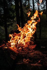 Bonfire on tree trunk in forest