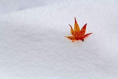 Close-up of maple leaf on snow