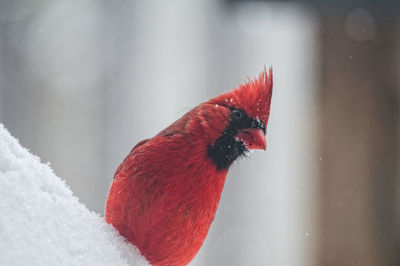 Close-up of a bird on snow