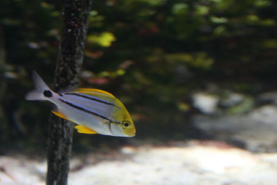 Close-up of fish in sea