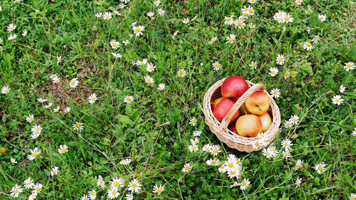 View from above. beautiful red apples in a basket, in the midst of a flowering daisy field, lawn. 