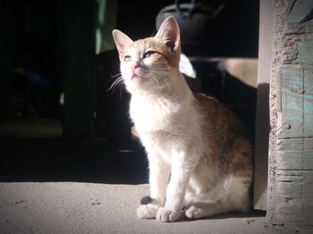 Wild cat
portrait of a cat looking away