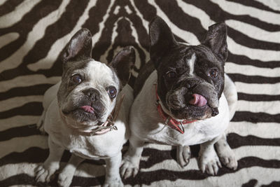 A pair of french bulldog dogs looking up with their tongues out waiting for an award from the owner.