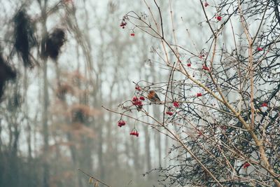 Low angle view of cherry blossoms in winter