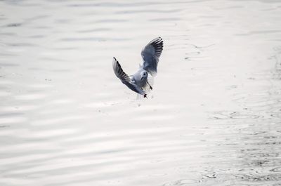 High angle view of seagull flying over lake