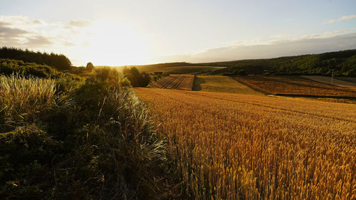 Scenic view of field against sky during sunset