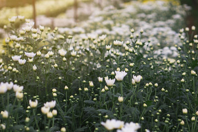 Close-up of white flowering plants on field