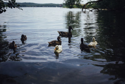 Ducks swimming on lake