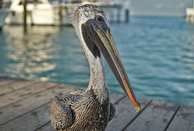 Close-up of a bird