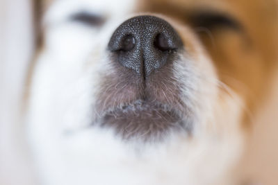 Close-up of dog