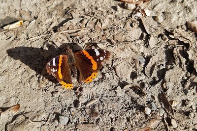 High angle view of butterfly on ground