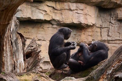 Two female chimpanzees caring for young, mother's love, large tree trunk, monkeys