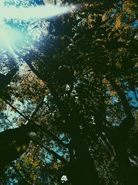 Low angle view of trees in forest