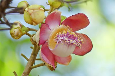 Close-up of pink flowering plant