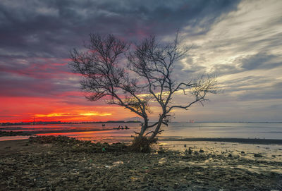 Bare tree by sea against sunset sky