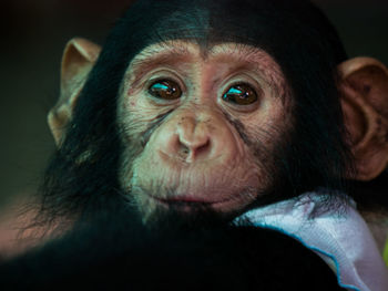 Close-up portrait of serious