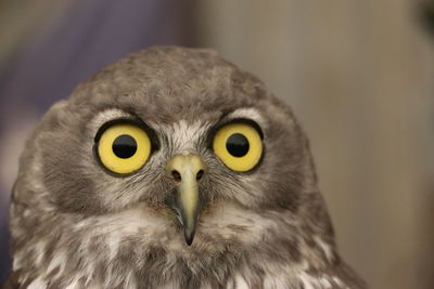 Close-up portrait of owl