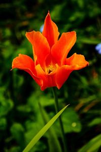 Close-up of orange rose flower