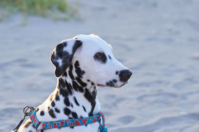 Precious dalmata puppy in alert attitude