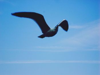 Low angle view of bird flying against cloudy sky