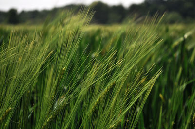 Close-up of crops growing on field