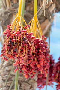 Close-up of red berries on plant