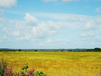 Scenic view of field against sky
