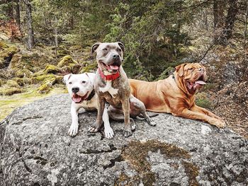 Two dogs on rock