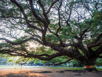 Trees in park