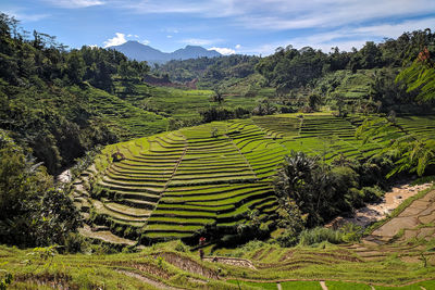 Scenic view of teaced rice field against sky