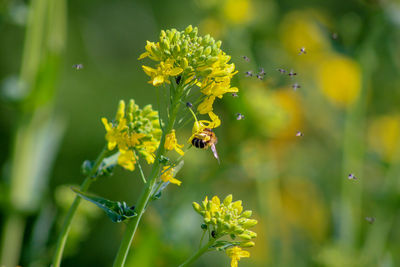 Bee pollinating flower